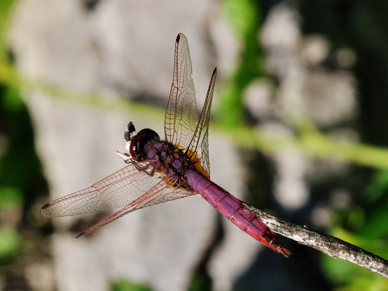 ID Odonata N.2